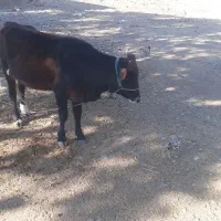 یک عدد گوساله سرحال سه ماه ابستن