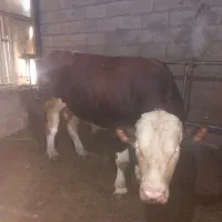 خریدوفروش گاو  گوشتی وگوساله|حیوانات مزرعه|تبریز, |دیوار