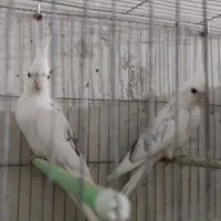 عروس البینو دوکت  با جوجه|پرنده|تبریز, |دیوار