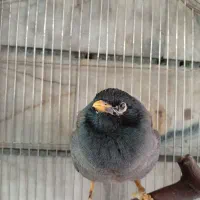 مرغ مینا|پرنده|تهران, مهرآباد|دیوار