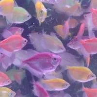 ماهی آکواریوم لجنخوار غذا گیاه خوار وگوشتخوار