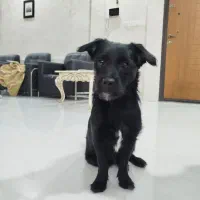 واگذاری اشپیتز نر ۷ ماهه