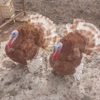 بوقلمون نر و خروس