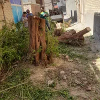 خدمات درخت ونخل هرس کار