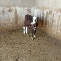 گوساله ماده سمینتال فریمان