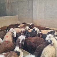 ۴۴ راس بره نر پای پروار