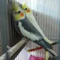 عروس هلندی