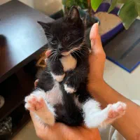 واگذاری گربه ماده ۳ماهه