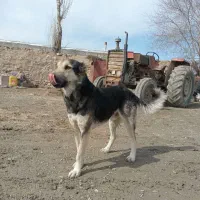 سگ گله|سگ|مانه, |دیوار