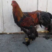 مرغ و خروس برهما و گلین اصل|حیوانات مزرعه|شیراز, شریف‌آباد|دیوار