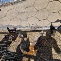 مرغ محلی و گلین تخم گذاری و کرک شو|حیوانات مزرعه|زرقان, |دیوار