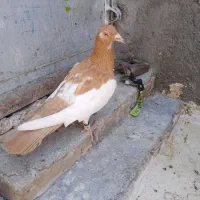 یهودی ماده