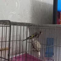 سهره  کرمانی نر|پرنده|گرگان, |دیوار