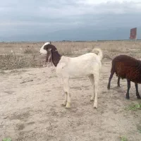 بزغاله پاکستانی