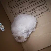 سگ شیتزو جیبی