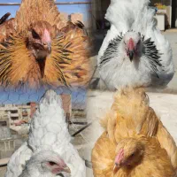 مرغ خروس جوجه برهما لایت بلک بوف بلو پاتریچ لمون