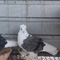 کبوتر جکسون فول|پرنده|رضوانشهر, |دیوار