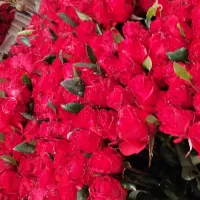 کشاورز|گل و گیاه طبیعی|آمل, |دیوار