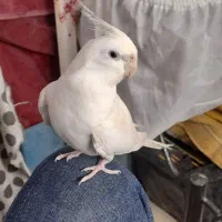 عروس نر و ماده جفت مولد|پرنده|کرج, کلاک بالا|دیوار