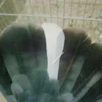 کبوتر نر دمگیر|پرنده|خمینی‌شهر, |دیوار