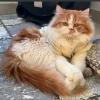 پرشین نر