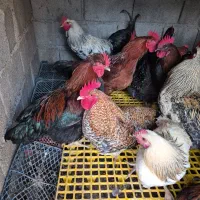 خروس محلی|حیوانات مزرعه|صباشهر, |دیوار