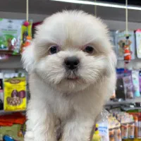 شیتز‌ وایت