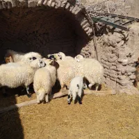 میش. بره. بز|حیوانات مزرعه|کشکوئیه, |دیوار