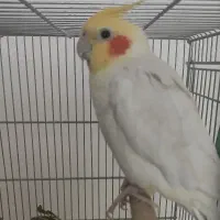 جفت عروس هلندی با دوتا جوجه نرمه خورسرلاکی دستی