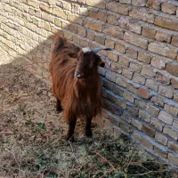 فروش بره و بزغاله ب قیمت میدون|حیوانات مزرعه|نوده انقلاب, |دیوار