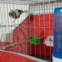 ۲ تا قناری قرص بخون