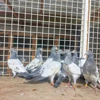 جفتگاه و کبوتر پاکستانی