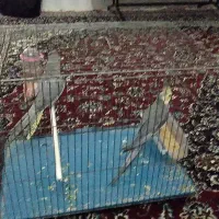 یک جفت عروس هلندی با قفس