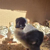 جوجه