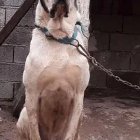 سگ روسیه الابای نگهبان نر یکساله نیم سراب ژرمن|سگ|تهران, استخر|دیوار