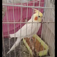 بهترین برا جفت