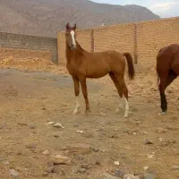 کره اسب مادیون ۱ساله|اسب و تجهیزات اسب‌سواری|ارسنجان, |دیوار