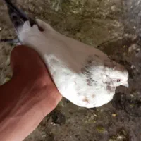 کبوتر