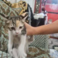 گربه|گربه|تهران, صاحب الزمان|دیوار