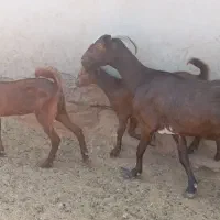 بز آبستن با دو کهره ماده بزرگ اطراف رویدر