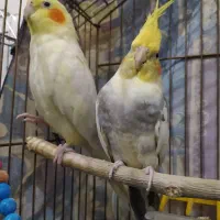 عروس هلندی|پرنده|کبودرآهنگ, |دیوار