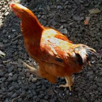 خروس|حیوانات مزرعه|ماسال, |دیوار