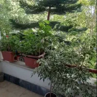 91-متر-آپارتمان-فول-مشاعات-سمت-جنگل