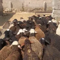 میش بره دار درشت جوان|حیوانات مزرعه|تهران, اتابک|دیوار