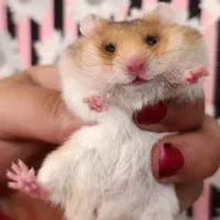 همستر پشمالو|موش و خرگوش|مشهد, امام خمینی|دیوار