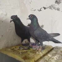 کفتر زاغ گوگ یا کلاغ