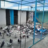 کود کبوتر