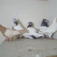 کفتر فروشی ۵ عدد دونه ی ۵۰۰ تومن