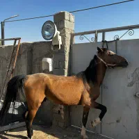 اسب نریان ۵ساله کرد|اسب و تجهیزات اسبسواری|ماهدشت, |دیوار