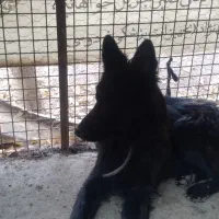 ژرمن ژپر ماده ۷ ماه